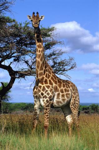 Kruger national park - najvyšší obyvatelia planéty sa ťažko sch