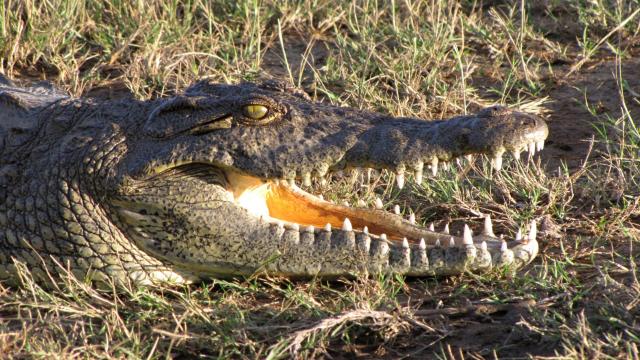 Kruger national park - v jazerách a riekach číhajú na svoju kor