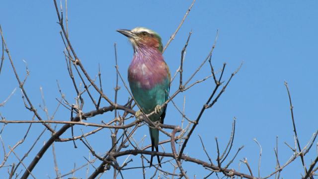 Kruger national park - budeme hľadať aj menších obyvateľov, ako