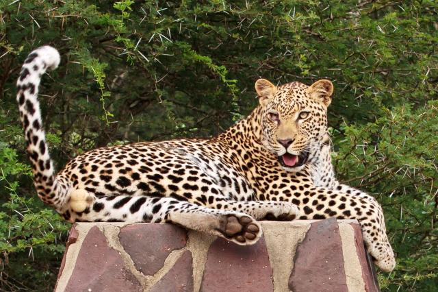 Leopard na značke v Krugerovom národnom parku