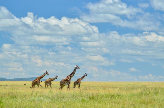 Serengeti znamená v jazyku masajov (maa) 