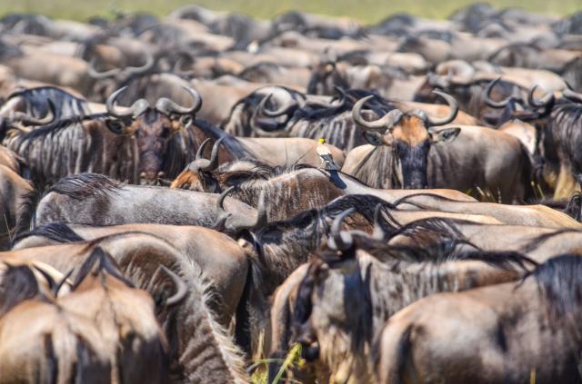 Ak sme mali šťastie, natrafili sme v niektorej časti Serengeti 