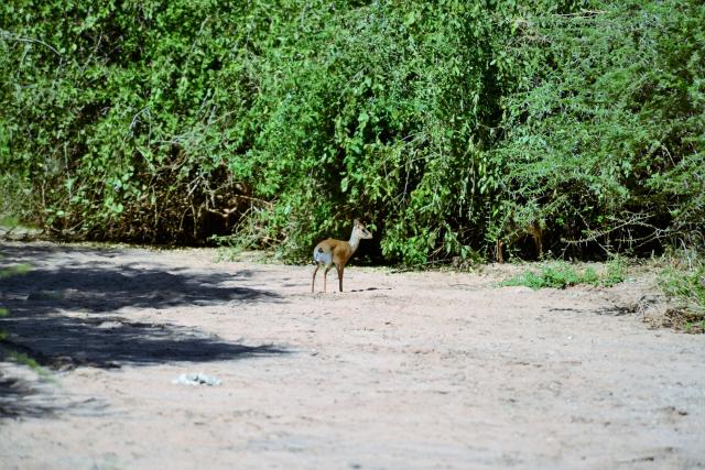 Žirafa je najvyšší kopytník v Afrike (aj na svete) a dik-dik je