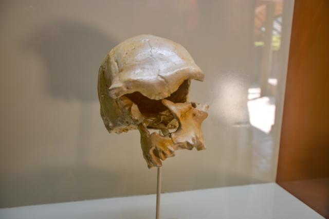 Jedným z nich bol aj Australopithecus boisei (ako ho vtedy pome