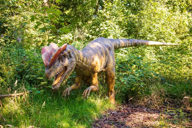 My sme počas našej prechádzky videli niekoľko druhov dinosaurov