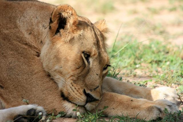 Sú jedným z najhlavnejších cieľov fotoaparátov počas safari, al