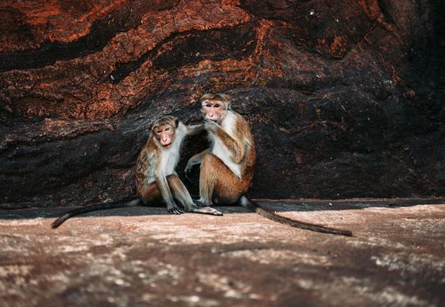 Dávame si pozor na tieto malé potvory. Foto: Andrej Kyselica - 
