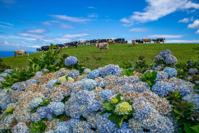 Vidiekom plným hortenzii a kráv mierime do Vila Franca do Campo