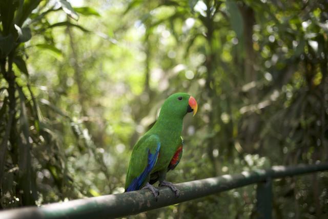 Toto nie je rajka, ale papagáj Ladniak (Eclectus roratus). Same