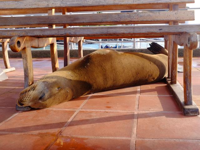 Potulky mestečkom Puerto Ayora. Foto: Katarína Líšková - 