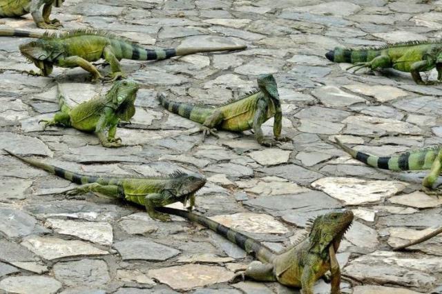 Neskutočná fauna, ako ju videl Darwin. Foto: Ľuboš Fellner - 