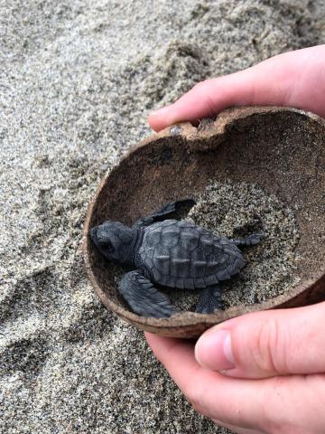 Korytnačky hniezdia na strane Tichého oceánu aj na pobreží Kari