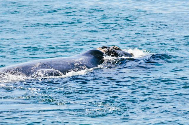 Preto je Hermanus považovaný za najlepšie miesto na pozorovanie