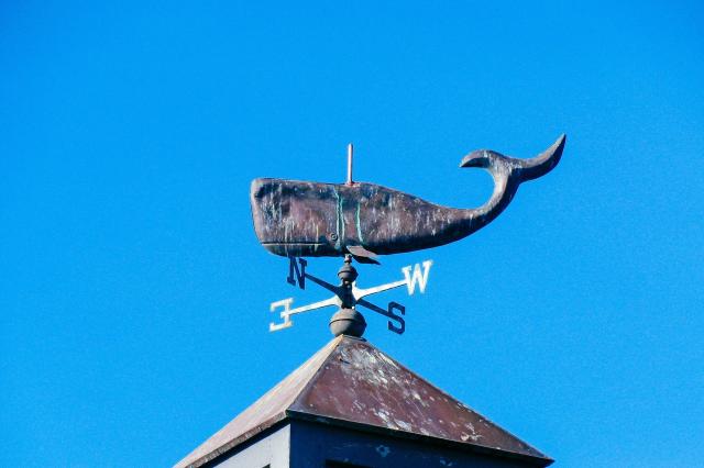 Hermanus je tak spojený s veľrybami, že sa objavujú aj na miest