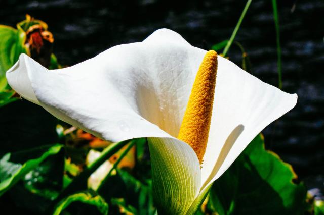 Kornútovka africká (Zantedeschia aethiopica) je pôvodná rastlin