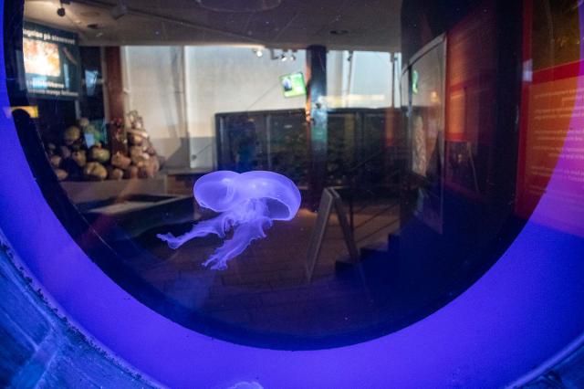 Návšteva rozprávkového Dánska sa nezaobíde bez všakovakých mors