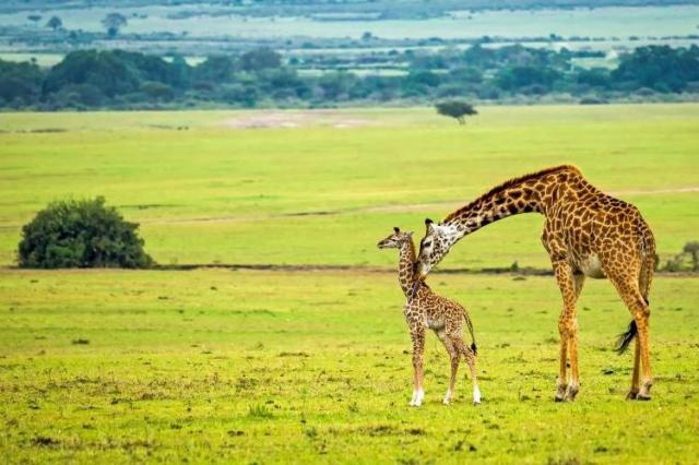 Otvorená savana, v ktorej sa potulujú stáda antilop, gepardy, l
