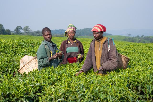 foto: Martin Hrnko -  - Rwanda je známa produkciou kvalitného č