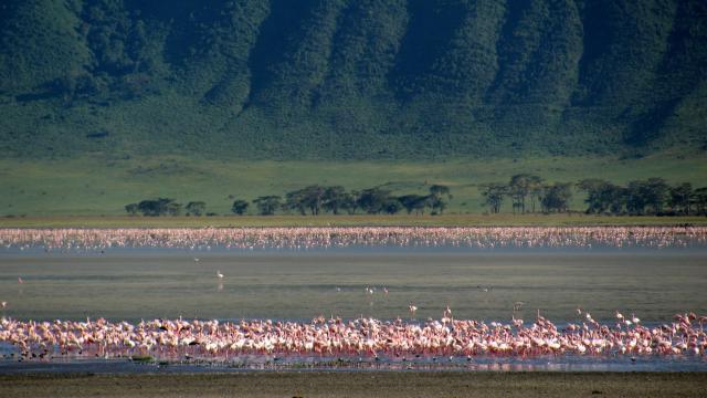 Lake Nakuru - Jazero bolo kedysi známe obrovskými kŕdľami plame
