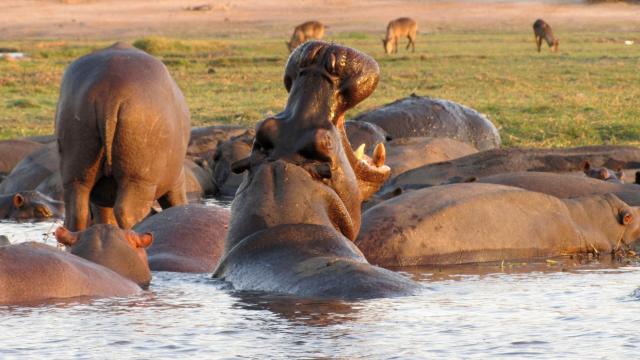 Lake Nakuru - V jazere a v prítokoch žije množstvo hrochov