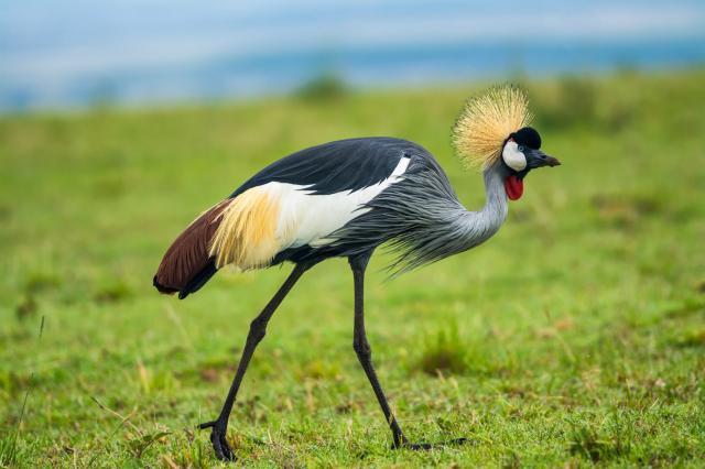 Lake Nakuru - Žeriavy podobne ako bociany majú radi vodu a mokr