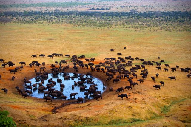 Lake Nakuru - V parku je najpočetnejším zvieraťom byvol africký