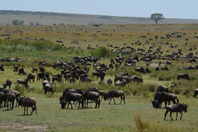 Snom vidieť Veľkú migráciu v Masai Mara alebo Serengeti je túžb
