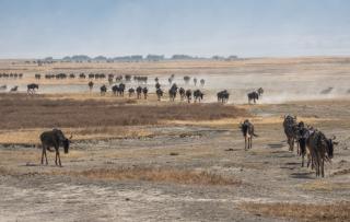 Safari v Keni