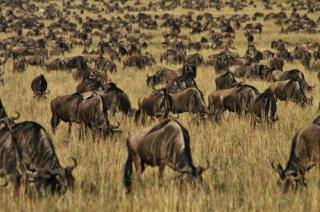 Safari v Keni