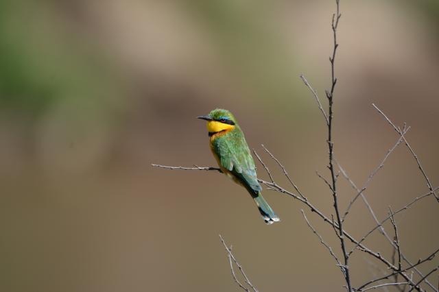 foto: Peter DROBA – 