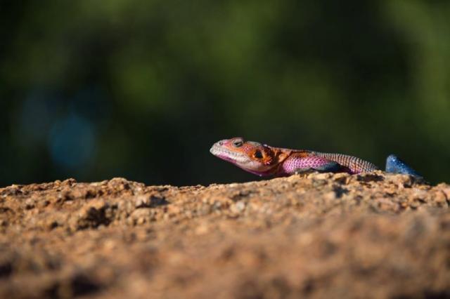 Nakuru - Agama osadná je v tejto oblasti bežná