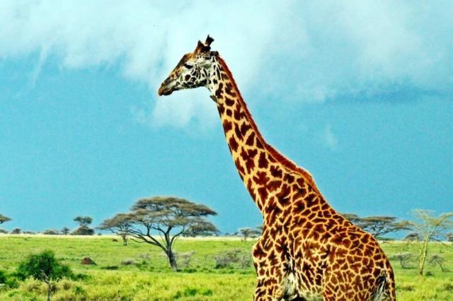 Serengeti - žirafa sieťová masajská je typická pre túto oblasť