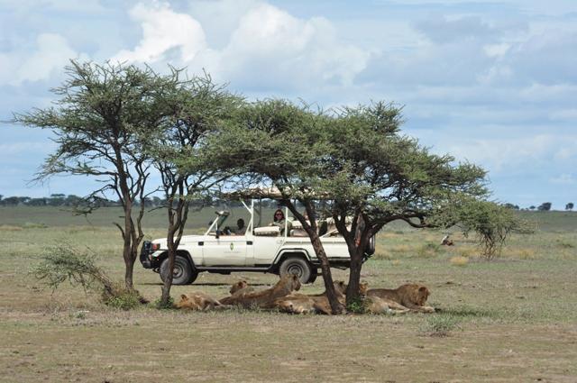 Serengeti - kde sú bylinožravce, tam sú aj predátori. Uvidíme i