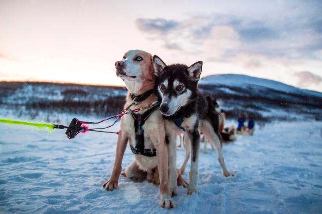 Vyskúšate si, aké je byť musherom?
foto: Zuzana HÁBEKOVÁ – 