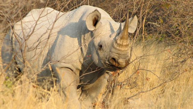 Kruger NP - vidieť nosorožca je vzácnosť. My však vieme, kam tr