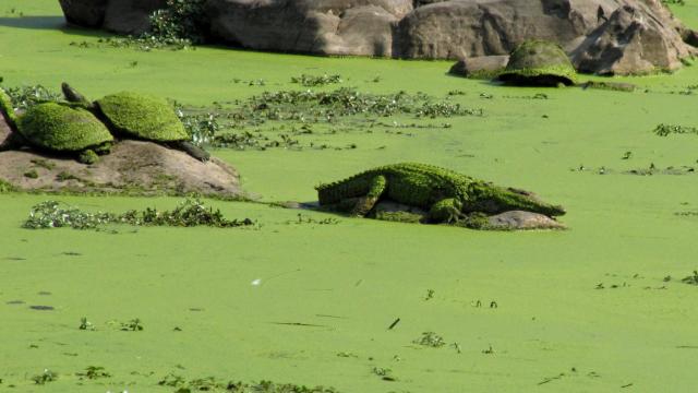 Kruger NP - zamaskovaný krokodíl. Nájdete aj korytnačky?
