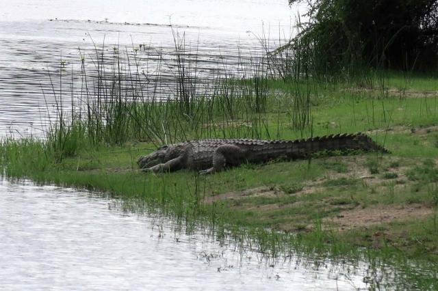 A ďalší. Obrovské kusy sa vyhrievajú na slniečku
