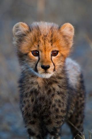 Kruger NP - malý uplakaný gepard čaká potichu na svoju mamu