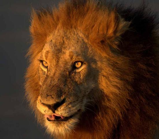 Afrika je nebezpečná. So skúseným sprievodcom  v Kruger NP - v 