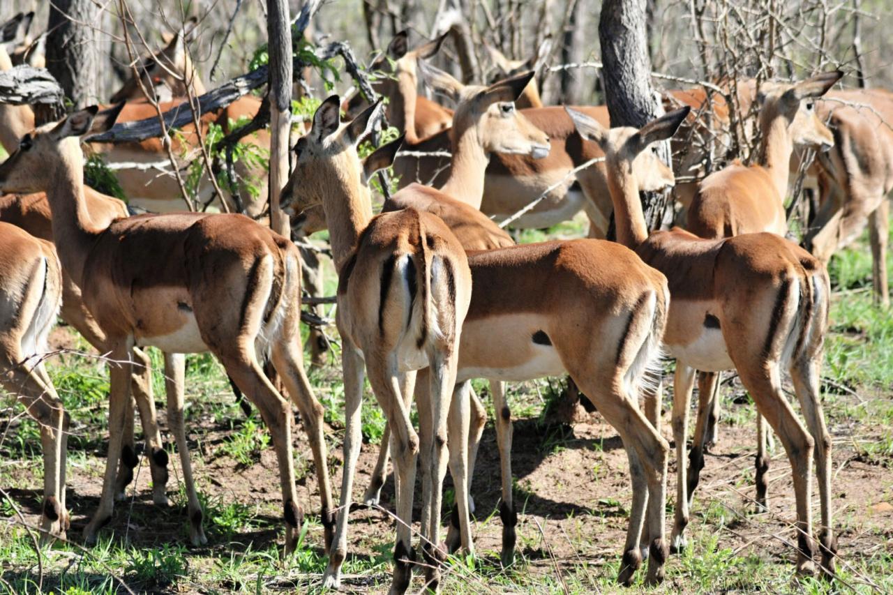 Asi najelegantnejšia antilopa je impala. Je vynikajúci skokan a
