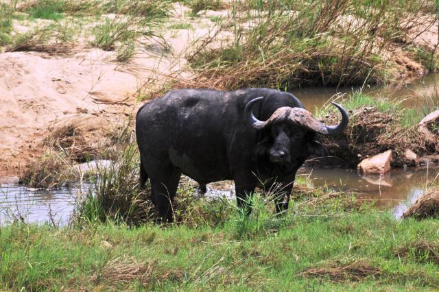 Spomedzi afrických zvierat je byvol africký najnebezpečnejšie z