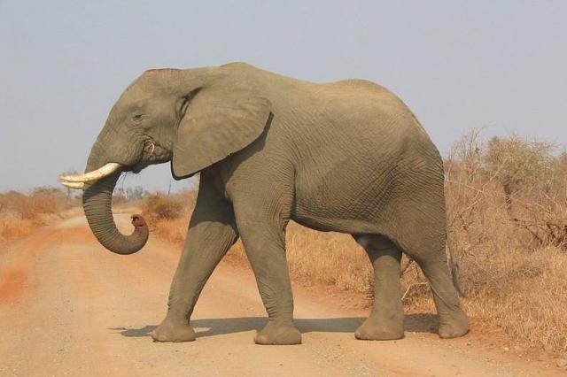 Safari v Krugerovom parku patrí medzi najvyhľadávanejšie v Afri