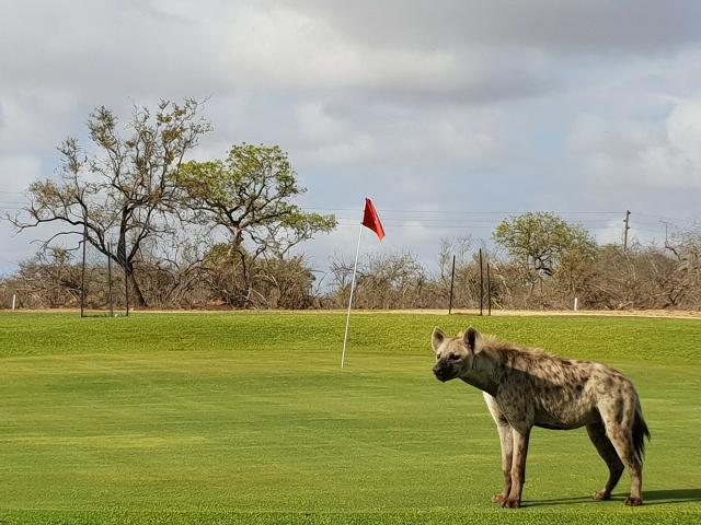 Golfové ihrisko Skukuza v Krugerovom parku si niekedy privlastn