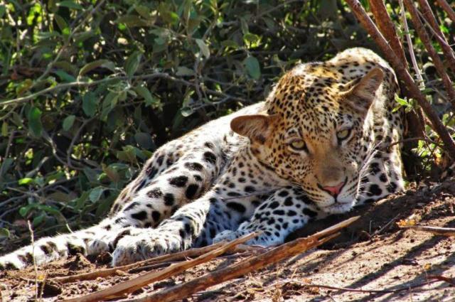 Leopard je nočný lovec a cez deň sa ukrýva v korunách stromov a
