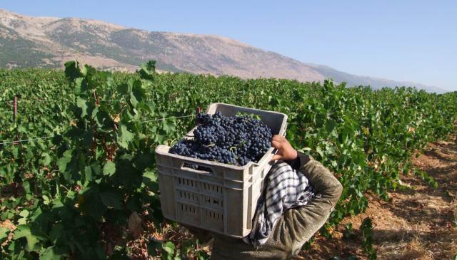 Vinobranie vo východnom Libanone. Nechajte sa prekvapiť skvelým