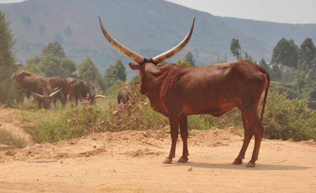 Rwanda je aj domovom mohutného, rohatého dobytka