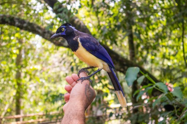 Vtáčí park Iguazú nás zoznámi s exotickými obyvateľmi týchto ko