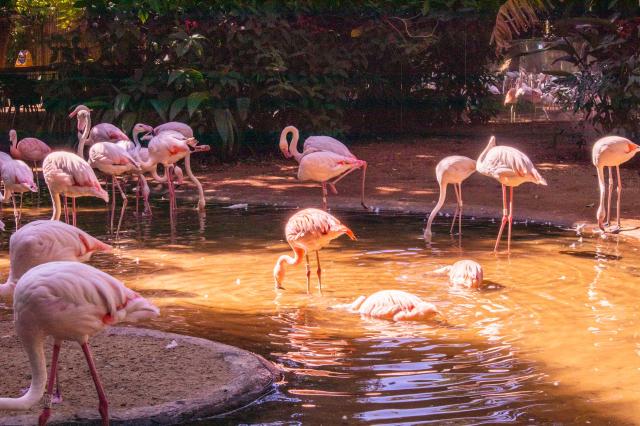 Vtáčí park Iguazú nás zoznámi s exotickými obyvateľmi týchto ko