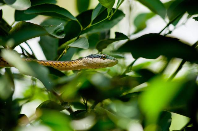 Pantanal je ohromný. Zasahuje aj do Bolívie a do Paraguaja.
