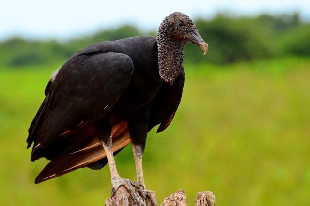 Pantanal láka milovníkov prírody kvôli unikátnej faune a flóre.